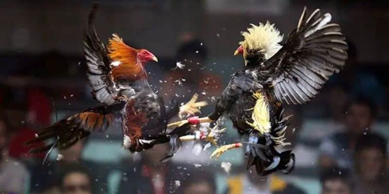 khí giao tranh quyết liệt.Đá gà C1 hấp dẫn và lôi cuốn